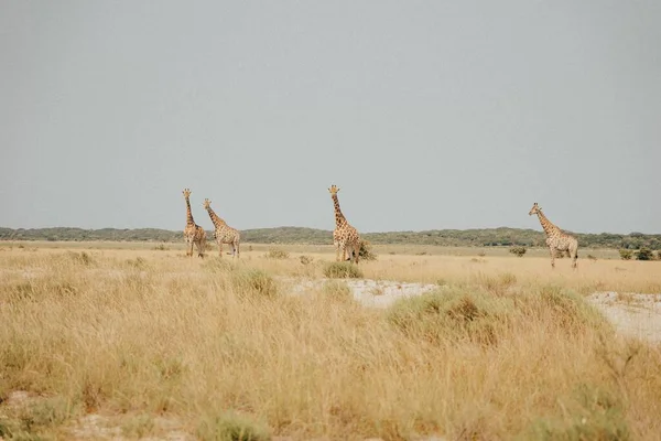 A beautiful shot of a savannah with giraffes in the background - Giraffa