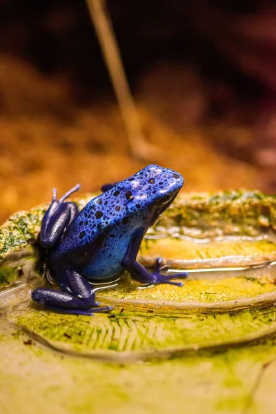 A closeup of a blue poison arrow frog (Dendrobates tinctorius \