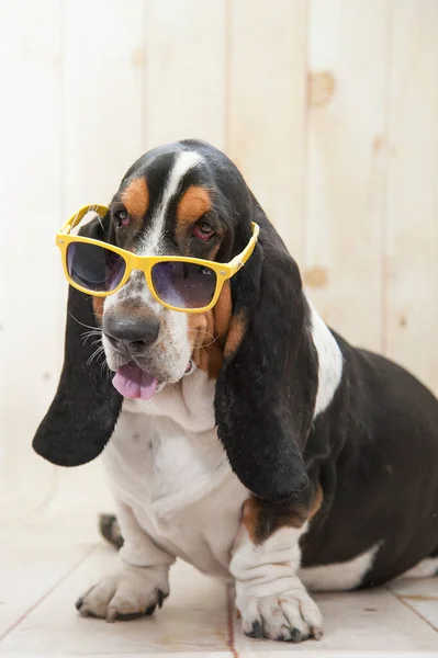 Vertikální Záběr Bassetového Psa Slunečními Brýlemi — Stock fotografie