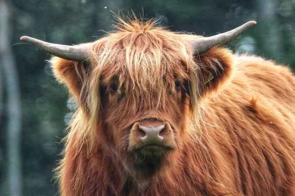 ぼんやりとしたボケを背景にした高地牛のクローズアップ — ストック写真