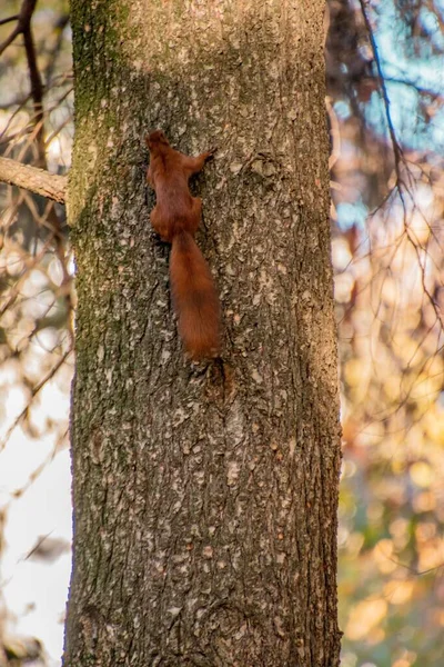 Närbild Ekorre Ett Träd — Stockfoto