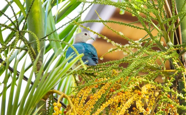 Close Shot Pigeon Surrounded Plant Branches — Stock Photo, Image