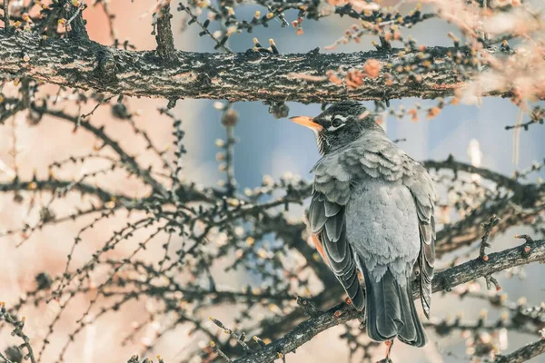 Een Mooie Amerikaanse Roodborstje Een Tak Een Wazige Achtergrond — Stockfoto