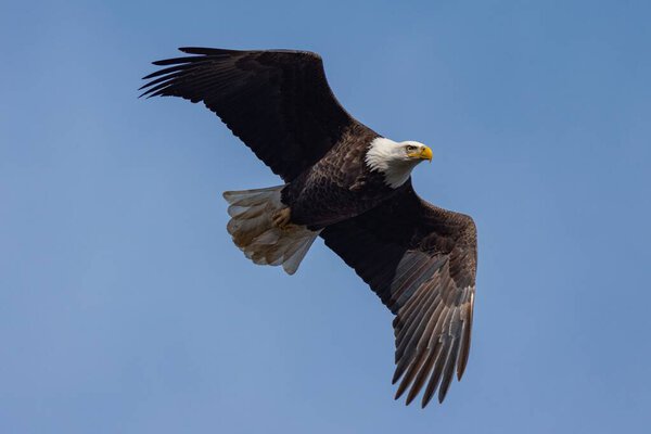A low angle shot of a bald eagle flying in a blue sky