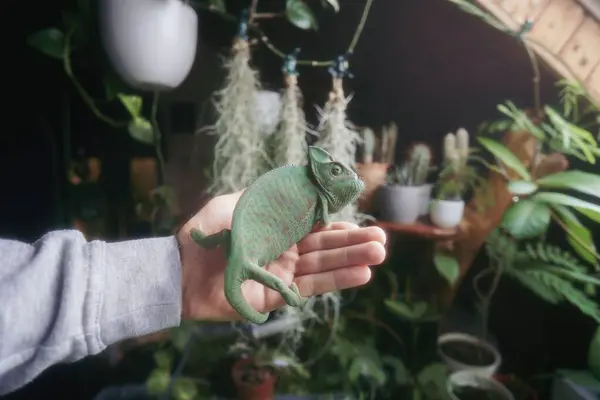 Bellissimo Camaleonte Velato Femminile Verde Brillante Sulla Mano Uomo Serra — Foto Stock