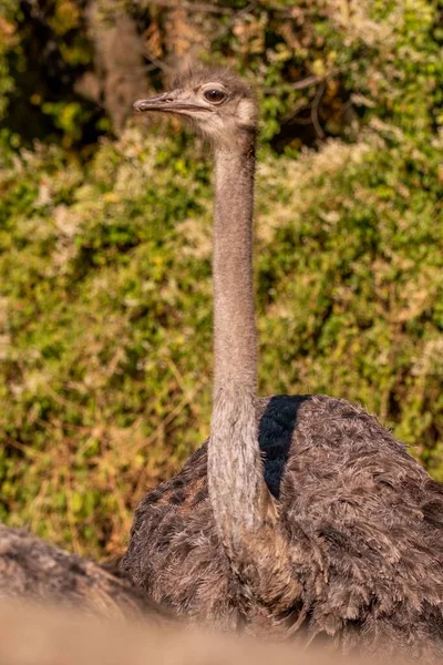 Colpo Verticale Uno Struzzo Comune Struthio Camelus Che Più Grande — Foto Stock