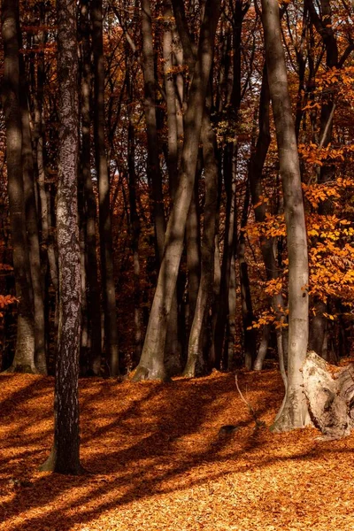 Красивий Пейзаж Осіннього Лісу Високими Деревами — стокове фото