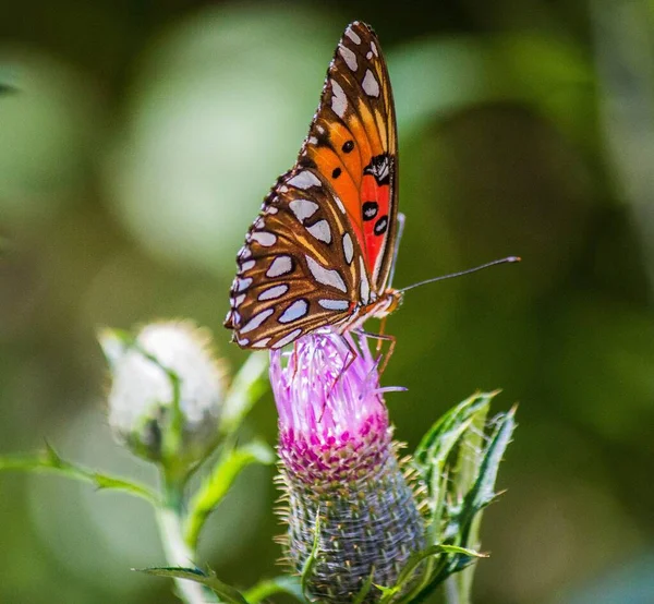 Detailní Záběr Oranžového Motýla Monarchy Fialovém Bodlákovém Květu — Stock fotografie