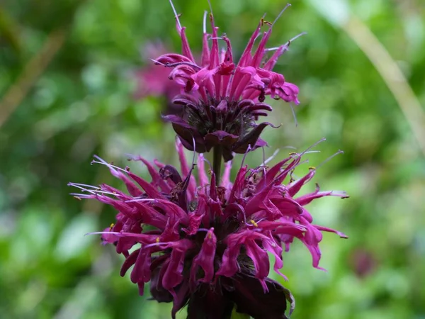 Primer Plano Una Hermosa Monarda Púrpura Flor Sobre Fondo Verde — Foto de Stock
