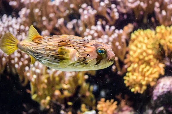Sebuah Closeup Dari Ikan Buntal Dekat Karang — Stok Foto