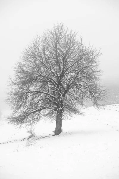 Pionowe Ujęcie Pięknego Drzewa Lesie Zimą — Zdjęcie stockowe