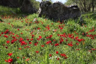 Bir gelincik (Papaver) tarlasının yakın çekimi