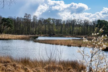Gennepse Hei, Limburg, Hollanda 'da bulutlu bir günde arka planda ender bulunan bir ağaç manzarası.