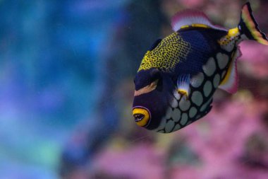 Bir palyaço balığının yakın plan çekimi (Balistoides conspicillum)