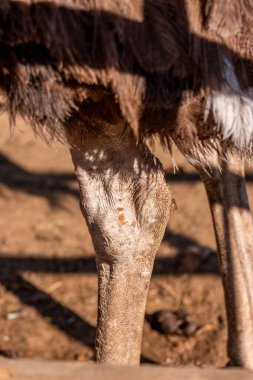 Sıradan bir devekuşunun bacaklarının yakın çekimi (Struth io Camelus)