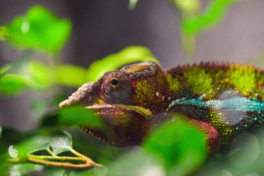 Yeşillikte bir panter bukalemununun (Furcifer pardalis) yakın çekimi