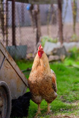 Çiftliğin bahçesinde seçici bir tavuk