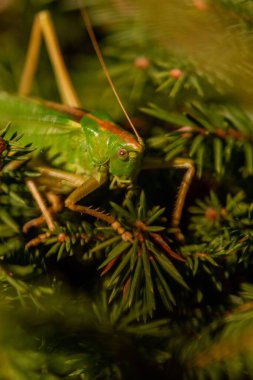 Büyük yeşil bir çalı çekirgesinin makrosu (Tettigonia viridissima)