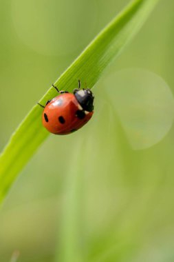 Bir bitkinin üzerindeki uğur böceğinin yakın plan fotoğrafı.
