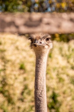 Güneşli bir günde, uzun boynu olan devekuşunun portresi.