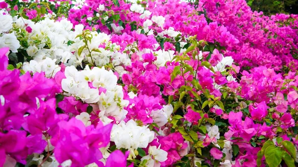 Фотография Белых Розовых Цветков Paperflowers Bougainvillea Glabra — стоковое фото