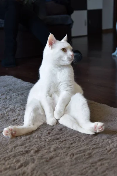 Tiro Vertical Gato Blanco Anatolia Sentado Una Alfombra — Foto de Stock