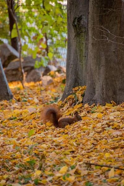 Close Esquilo Folhas Outono Sob Árvore — Fotografia de Stock