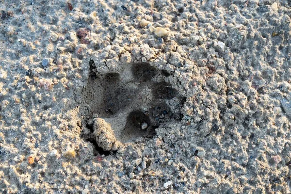 Ein Blick Von Oben Auf Den Fußabdruck Eines Hundes Sand — Stockfoto
