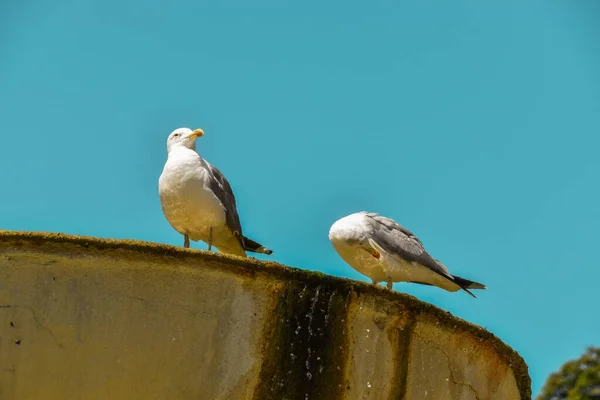 Low Angle Two Yellow Legged Gulls Perching Edge Water Container — Stock Photo, Image