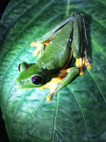 나뭇잎 위에서 활공하는 개구리를 — 스톡 사진