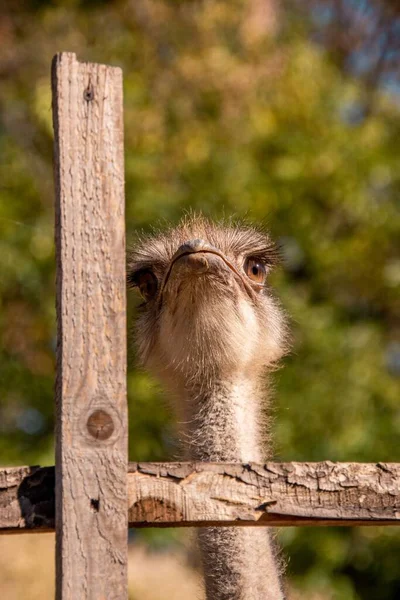 フェンスの後ろに共通のダチョウの頭 Struthio Camelus の垂直閉鎖 — ストック写真