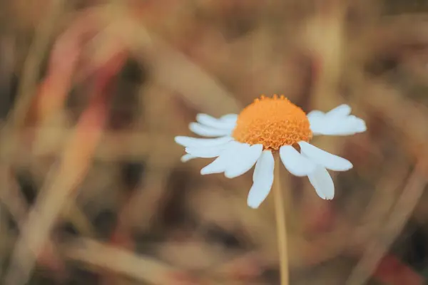 Primo Piano Una Camomilla Con Petali Cadenti — Foto Stock