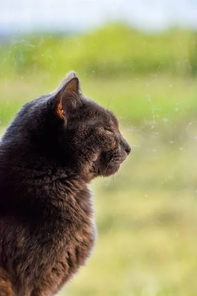 Vertical Close Shot Black Sleepy Cat Blur — Stock Photo, Image