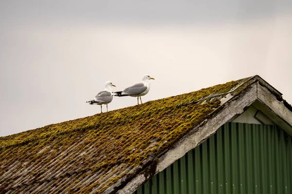 Two Grey Seagulls Green Moss Grown Old Barn Roof Idse — Stock Photo, Image
