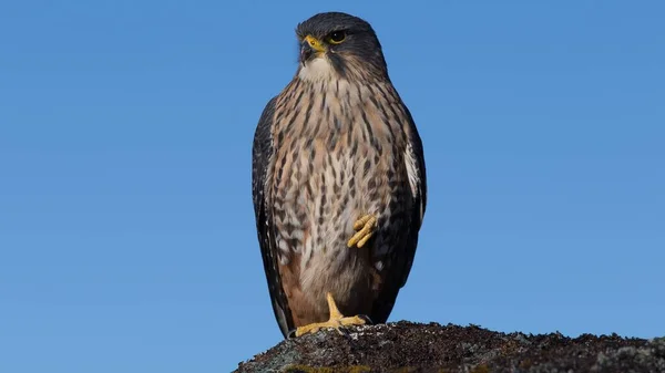 Een Closeup Van Een Prachtige Nieuw Zeeland Falcon Poserend Een — Stockfoto