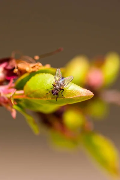 Una Macro Una Mosca Sobre Una Hoja Verde —  Fotos de Stock