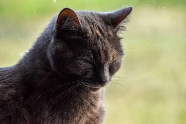 Detailní Záběr Černé Ospalé Kočky Rozmazané — Stock fotografie