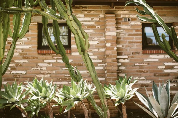 Southwestern Architecture Cacti Agave Plants — Stock Photo, Image