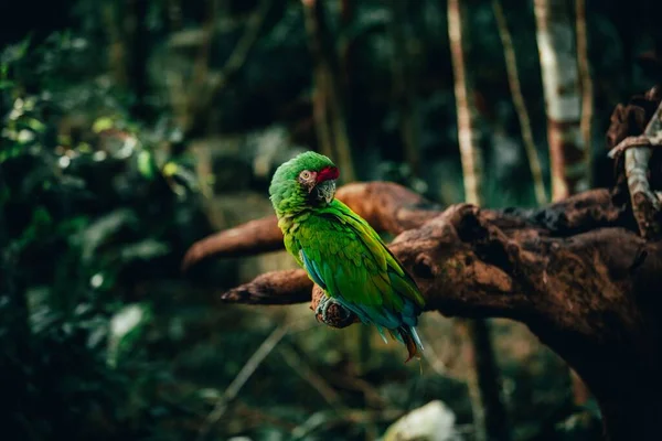 Guacamayo Alas Verdes Ara Chloropterus Una Rama Árbol —  Fotos de Stock