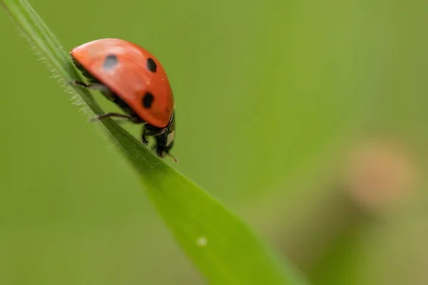 Una Macro Toma Una Mariquita Una Planta Verde — Foto de Stock