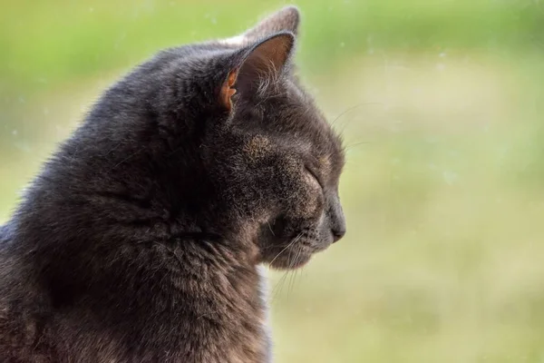 Nahaufnahme Einer Schwarzen Verschlafenen Katze Einer Unschärfe — Stockfoto
