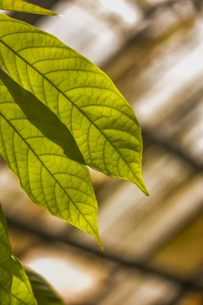 Zöld Levelek Mennyezetnek Dőlnek Egy Napsütéses Napon — Stock Fotó