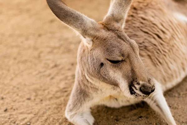Sebuah Gambar Closeup Dari Kangguru Tergeletak Tanah Kebun Binatang — Stok Foto