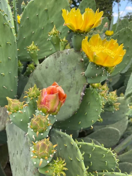 Primer Plano Vertical Cactus Espinosos Verdes Con Flores Amarillas Florecientes —  Fotos de Stock