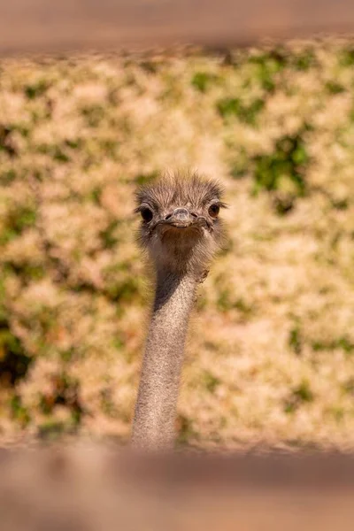 カメラを見ている一般的なダチョウの頭の垂直閉鎖 Struthio Camelus — ストック写真