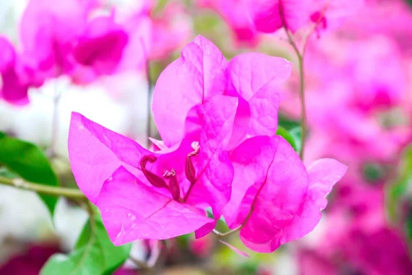 Closeup Shot Pink Paperflower Bougainvillea Glabra — Stock Photo, Image