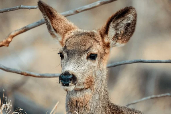 Primer Plano Canguro Mullido Marrón Parque Fondo Borroso — Foto de Stock