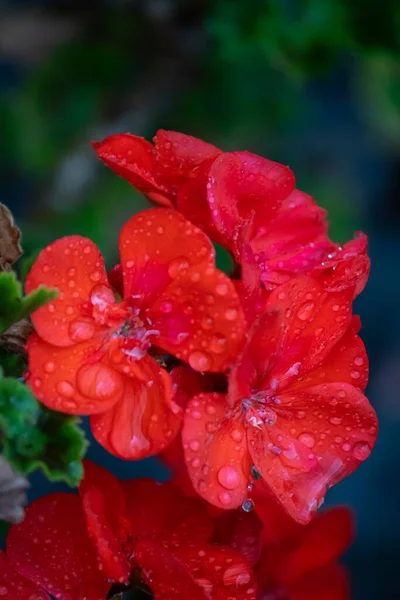 Tiro Vertical Flores Vermelhas Com Gotas Orvalho Sobre Eles — Fotografia de Stock