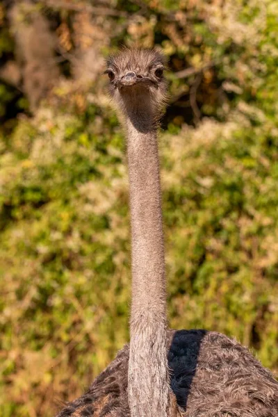 Fechamento Vertical Cabeça Uma Avestruz Comum Struthio Camelus Olhando Para — Fotografia de Stock