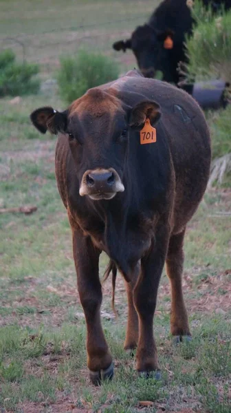 Plan Vertical Une Vache Avec Signe Numérique Dans Ferme — Photo